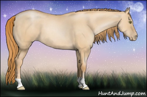 Horse Color: Red Dun Pearl 