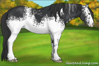 Horse Color:White Spotted Brown 