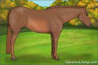 Horse Color:Liver Chestnut 