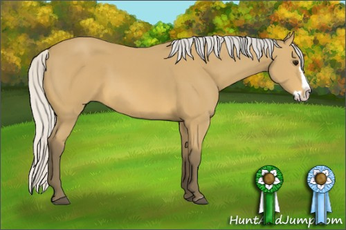 Horse Color: Unknown 