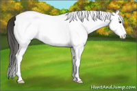 Horse Color:White Spotted Bay Splash Tobiano 