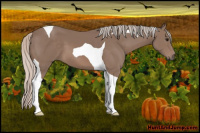 Horse Color:Silver Black Tobiano 