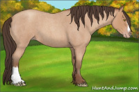 Horse Color:Amber Champagne Roan 