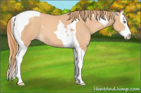 Horse Color:Gold Champagne Splash Tobiano