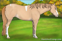 Horse Color:Gold Champagne Splash Tobiano 