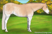 Horse Color:White Spotted Silver Amber Champagne Tobiano Rabicano 