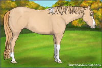 Horse Color:Gold Champagne Splash Tobiano