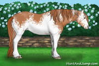 Horse Color:White Spotted Chestnut 