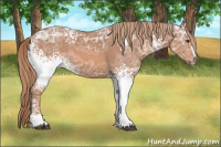Horse Color:White Spotted Chestnut Ice Sabino