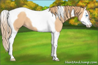 Horse Color:Gold Champagne Splash Tobiano