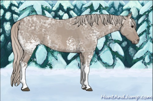 Horse Color: White Spotted Silver Grullo Ice Tobiano 