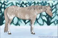 Horse Color:White Spotted Silver Grullo Ice Tobiano