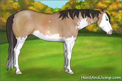 Horse Color: Bay Dun Sabino Splash 