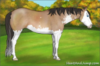 Horse Color:Bay Dun Sabino Splash