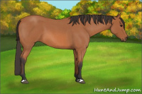 Horse Color:Bay Roan 