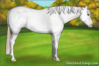 Horse Color:Grullo Appaloosa
