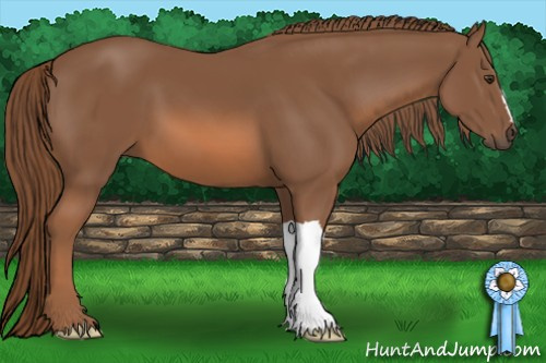 Horse Color: Liver Chestnut 