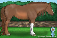 Horse Color:Liver Chestnut 