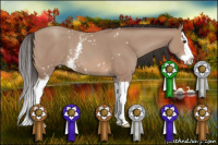 Horse Color:White Spotted Classic Champagne Splash