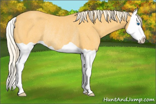 Horse Color: Palomino Splash Rabicano 