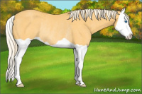 Horse Color:Palomino Splash Rabicano 