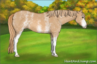 Horse Color:White Spotted Red Dun 