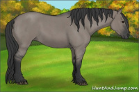 Horse Color:Grullo Roan 