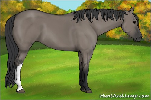 Horse Color: Grullo 