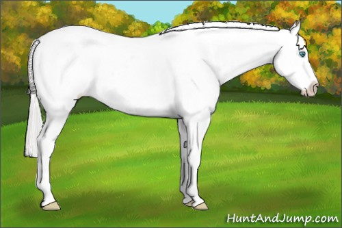 Horse Color:Cremello Ice Roan Tobiano Appaloosa