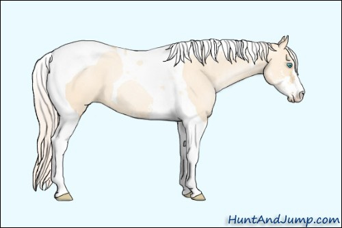 Horse Color: Silver Classic Champagne Pearl Dun Sabino Tobiano 