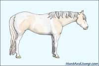 Horse Color:Silver Classic Champagne Pearl Dun Sabino Tobiano