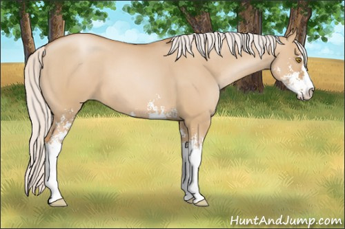 Horse Color: Silver Grullo Pearl Sabino 