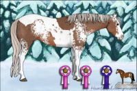 Horse Color:White Spotted Silver Black Splash Tobiano 