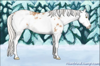Horse Color:Silver Bay Pearl Sabino Splash