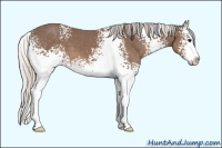 Horse Color:White Spotted Silver Black Splash