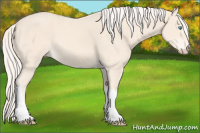 Horse Color:Cremello 