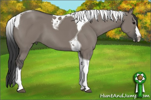 Horse Color: Grullo Splash Tobiano 