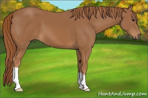 Horse Color: Chestnut 