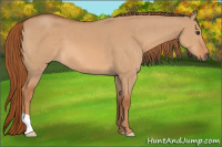 Horse Color:Red Dun