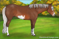 Horse Color:Silver Bay Splash Frame 