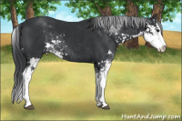 Horse Color:Black Sabino Splash 