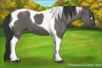 Horse Color:Grullo Tobiano