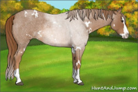 Horse Color:White Spotted Red Roan Splash 