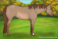 Horse Color:Red Dun 