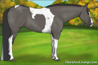 Horse Color:Grullo Splash Tobiano