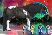 Horse Color:Grullo Ice Splash Tobiano 