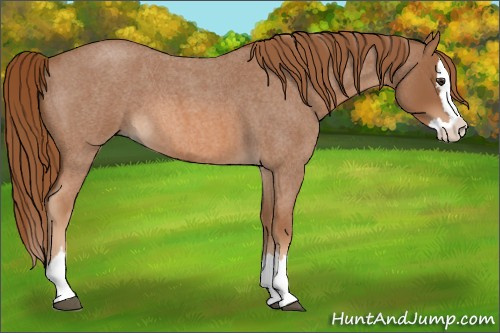 Horse Color: Red Roan Splash 