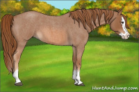 Horse Color:Red Roan Splash 