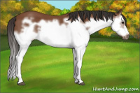 Horse Color:Bay Splash Frame 
