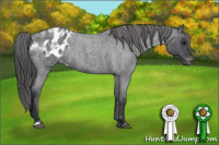 Horse Color:Blue Roan Appaloosa 